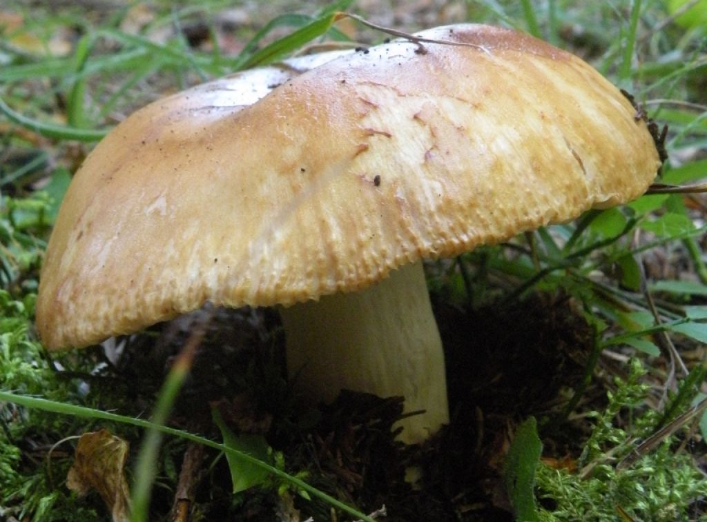 Forse Russula laurocerasi?